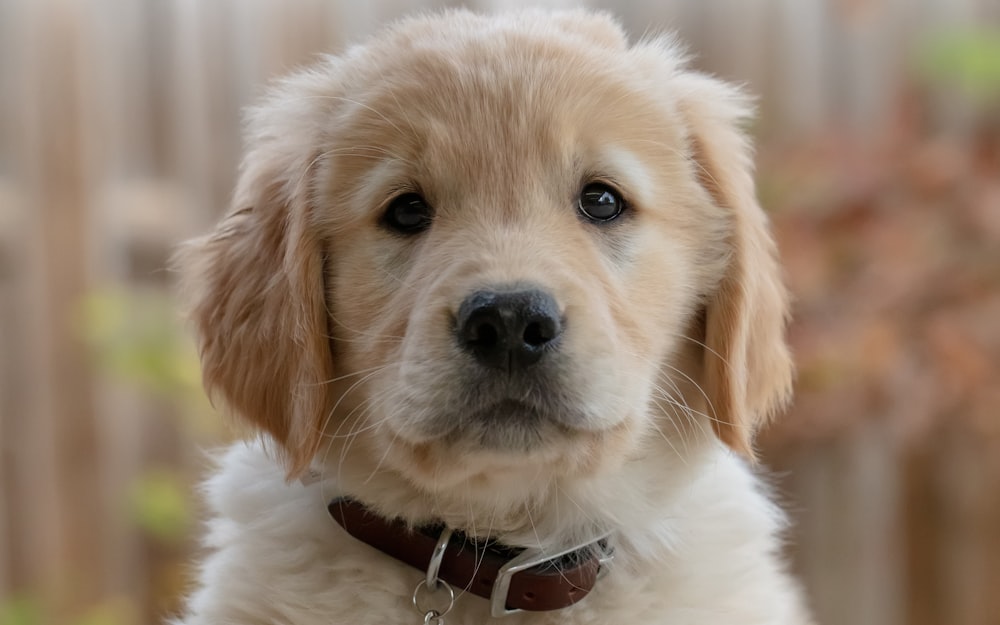 A golden retriever puppy, the photo being edited